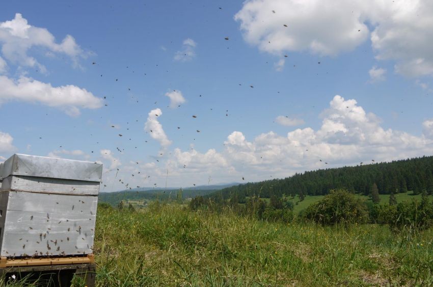 Der Bienenstock der 2 Seen