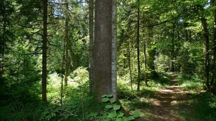 Der Wald von La Joux