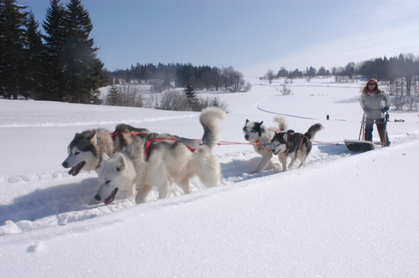 Jurachiens - Les Fourgs
